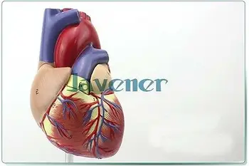 1: 1 Анатомическая модель сердца человека, анатомия внутренних органов, модель медицинского органа, эмульсионная + подставка