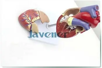 1: 1 Анатомическая модель сердца человека, анатомия внутренних органов, модель медицинского органа, эмульсионная + подставка Изображение 2