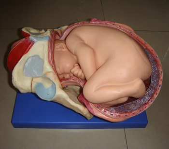 Модель процесса доношенных родов плода Изображение 2