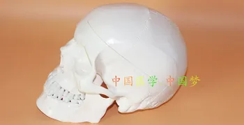 высококачественная модель черепа взрослого человека 1:1 для художественного и медицинского использования Бесплатная доставка