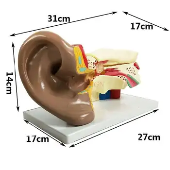 Модель анатомии уха (6-кратное увеличение) Экспериментальное оборудование Учебный инструмент средней школы, человеческий орган, Ухо, учебное пособие Изображение 2